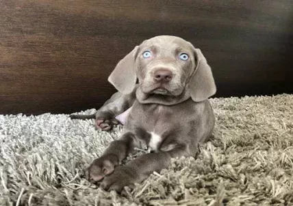 Cachorro Braco Weimar